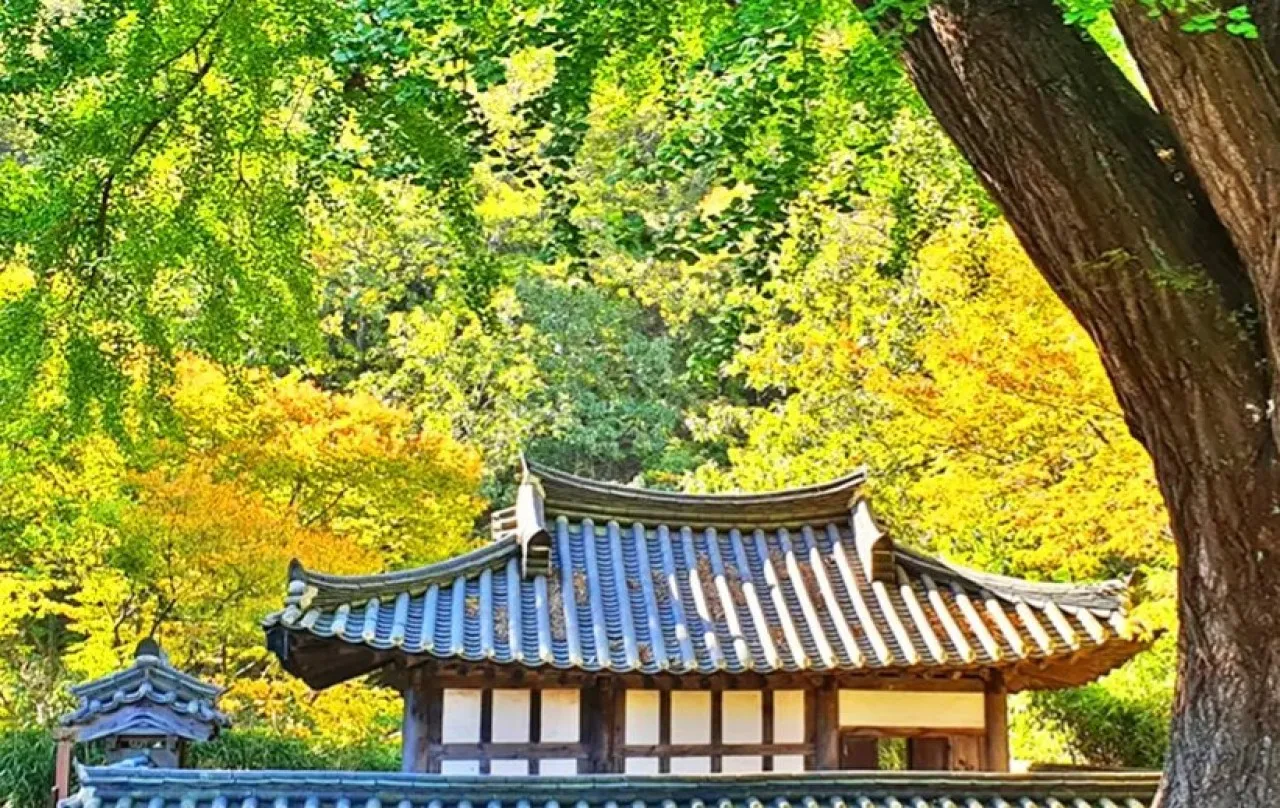운곡서원과 은행나무 / 사진=경주문화관광