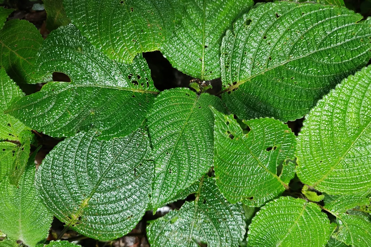 깻잎