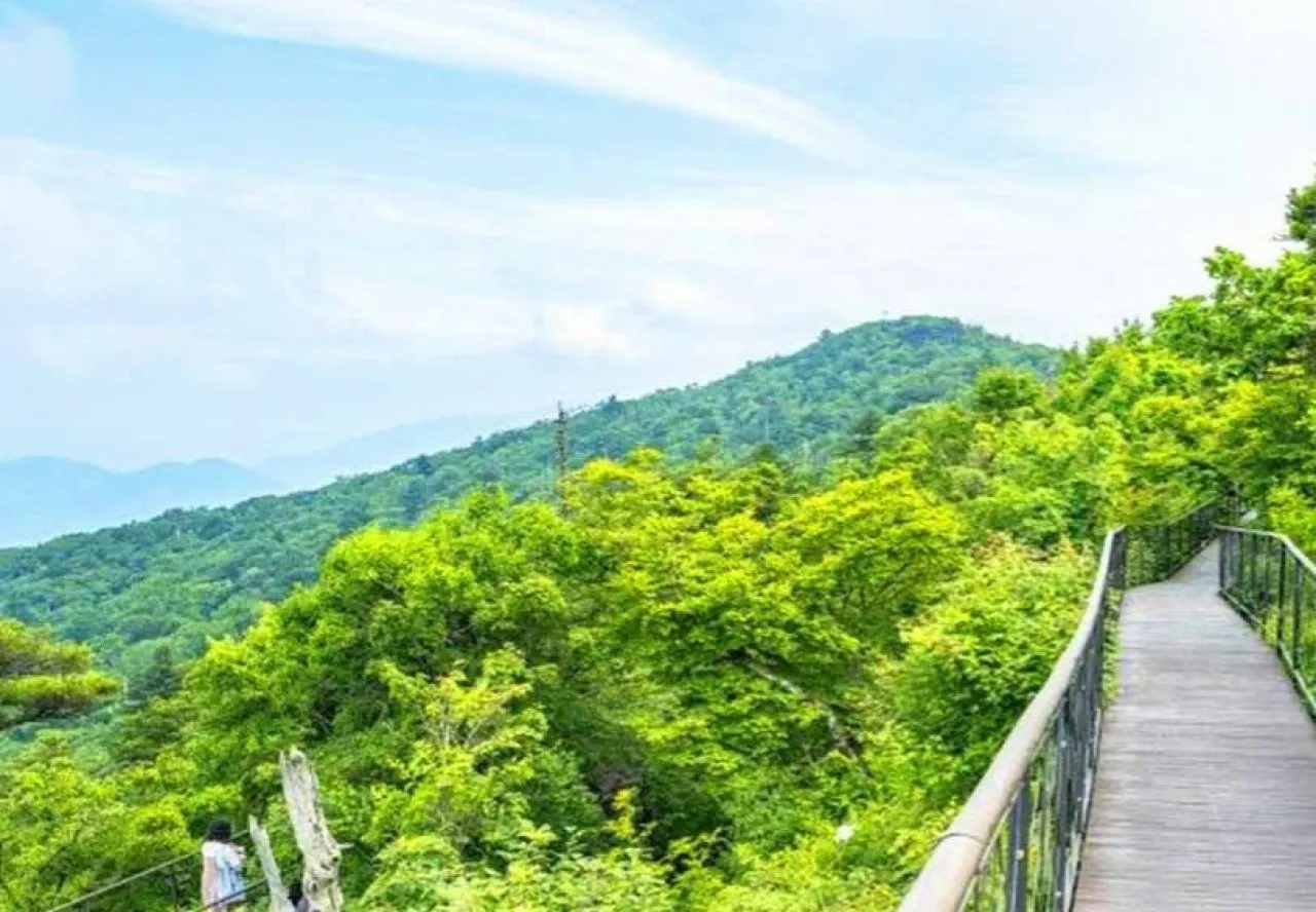 천년주목숲길 데크 / 사진=한국관광콘텐츠랩