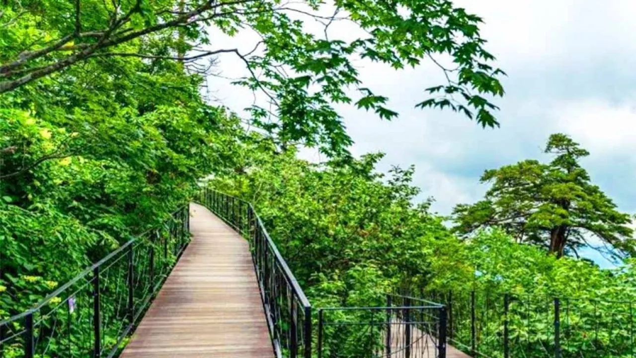 발왕산 천년주목숲길 산책로 / 사진=한국관광콘텐츠랩