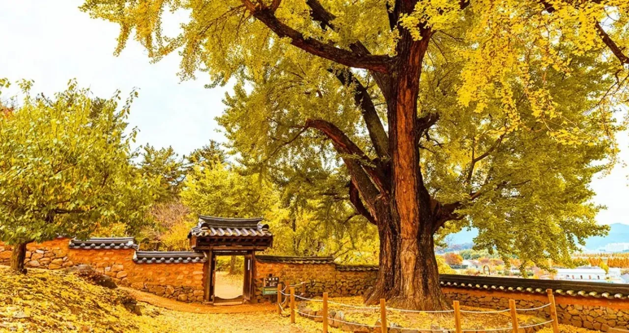 밀양 금시당·백곡재 은행나무 / 사진=한국관광콘텐츠랩