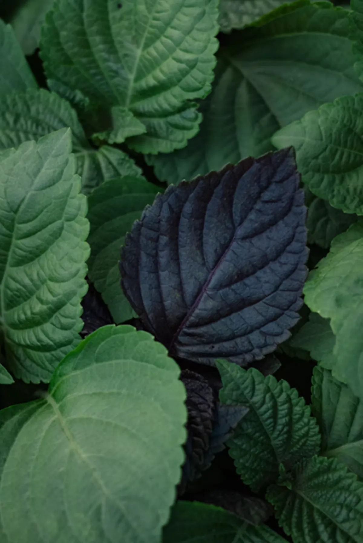 사진 : 깻잎 / unsplash.com