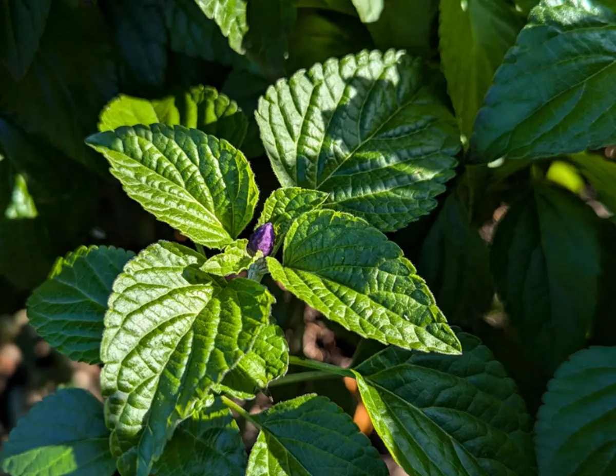 사진 : 깻잎 / unsplash.com