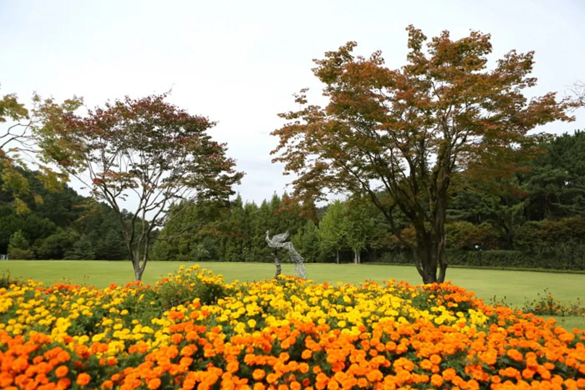 청남대 단풍나무와 메리골드, 봉황조형물 / 대한민국 구석구석