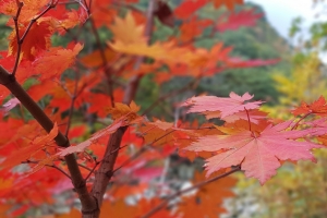 기사로 이동 - 깊어지는 가을…형형색색 수놓은 ‘단풍구경’ 떠나볼까