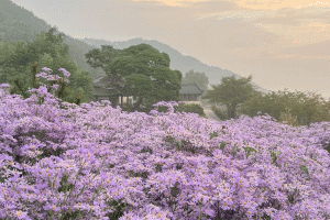 기사로 이동 - 가을 문경, 보랏빛 물결에 흠뻑! 봉천사 개미취 꽃밭으로 떠나는 힐링 여행