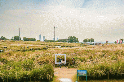 thumbnail - 가을 “억새 바람”에 마음을 실어 보내세요! 서울억새축제