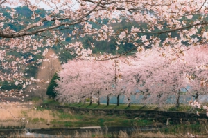 기사로 이동 - 봄꽃여행 일본으로 간다…日 여행X숙박 요금 급등 (+벚꽃개화시기)