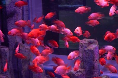 thumbnail - “이게 왜 공짜? 난리났다”…143억 투입된 아쿠아리움, 딱 12월까지만 전면 무료 thumbnail - “이게 왜 공짜? 난리났다”…143억 투입된 아쿠아리움, 딱 12월까지만 전면 무료