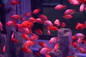 기사로 이동 - “이게 왜 공짜? 난리났다”…143억 투입된 아쿠아리움, 딱 12월까지만 전면 무료