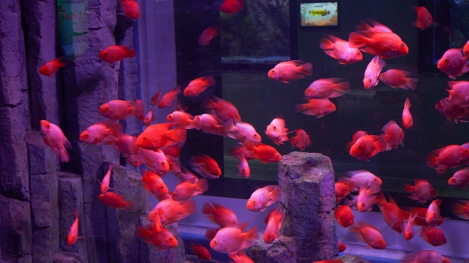 thumbnail - “이게 왜 공짜? 난리났다”…143억 투입된 아쿠아리움, 딱 12월까지만 전면 무료