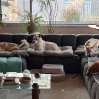 thumbnail - 이효리 60억 평창동 자택... 소파 점령한 5마리 반려견 ‘시선강탈’