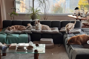 기사로 이동 - 이효리 60억 평창동 자택... 소파 점령한 5마리 반려견 ‘시선강탈’