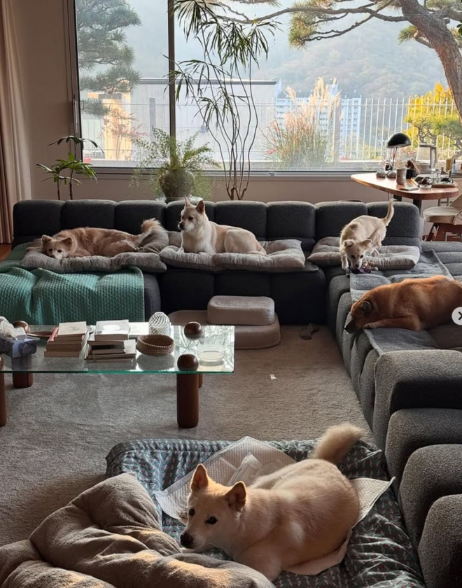 thumbnail - 이효리 60억 평창동 자택... 소파 점령한 5마리 반려견 ‘시선강탈’