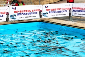 기사로 이동 - 차가운 물에 맨몸으로 풍덩… 6년근 인삼 먹인 송어 잡으러 가는 ‘이곳’