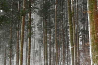 thumbnail - 찬바람 불면 오히려 좋아… 한겨울에도 피톤치드 콸콸 쏟아지는 ‘이곳’