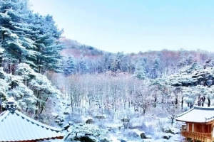 기사로 이동 - “지도에도 없던 6만평”… 거장이 13년간 숨겨온 ‘이곳’ 정체