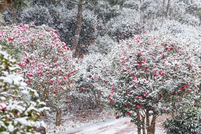 thumbnail - “눈 대신 붉은 비 내려요”… 1월 지금 떠나야 할 겨울왕국 ‘이곳’