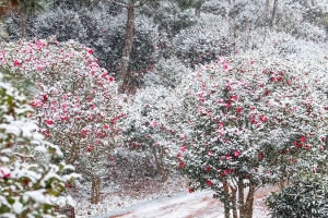 기사로 이동 - “눈 대신 붉은 비 내려요”… 1월 지금 떠나야 할 겨울왕국 ‘이곳’