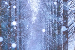 기사로 이동 - 삿포로 부럽지 않네... 단돈 2천원에 펼쳐지는 ‘겨울왕국’ 바로 여기