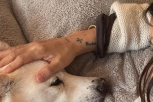 기사로 이동 - 15년 만의 슬픈 소식… 이효리♥이상순 부부, 갑작스러운 이별 고백