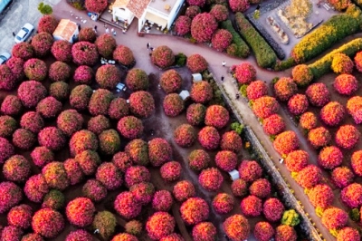 thumbnail - 지금 놓치면 내년에나… 겨울 제주서 딱 두 달만 열리는 ‘이 숲’