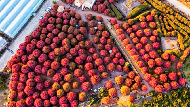 thumbnail - 지금 놓치면 내년에나… 겨울 제주서 딱 두 달만 열리는 ‘이 숲’