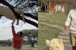 기사로 이동 - 목숨이 몇 개길래… 아프리카서 ‘맹수’와 산책 즐긴 방송인 정체