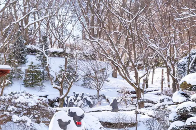 thumbnail - 추운 겨울에도 여긴 북적… 100마리 곰이 뛰노는 세종 명소