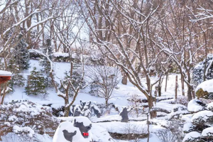 기사로 이동 - 추운 겨울에도 여긴 북적… 100마리 곰이 뛰노는 세종 명소