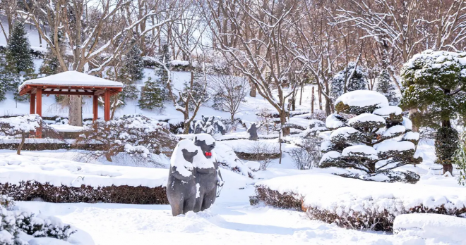 thumbnail - 추운 겨울에도 여긴 북적… 100마리 곰이 뛰노는 세종 명소