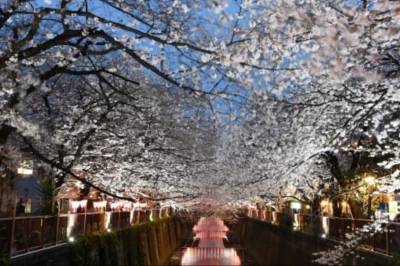 thumbnail - 봄 여행 끝판왕…여행 고수들만 아는 해외 벚꽃 명소