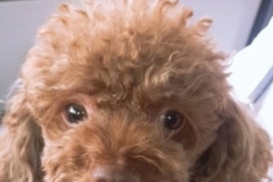 기사로 이동 - 하늘나라에선 아프지마… 10년 함께한 반려견 떠나보낸 이주승