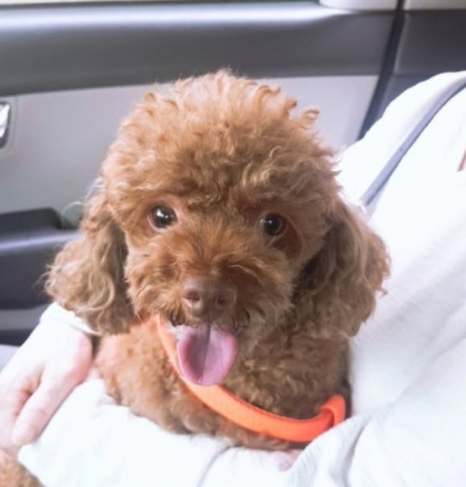 thumbnail - 하늘나라에선 아프지마… 10년 함께한 반려견 떠나보낸 이주승