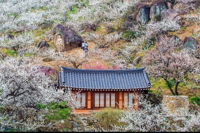 thumbnail - “서울에서 2시간”…지금 가기 좋은 국내 봄 여행지 BEST 7