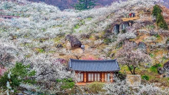 thumbnail - “서울에서 2시간”…지금 가기 좋은 국내 봄 여행지 BEST 7
