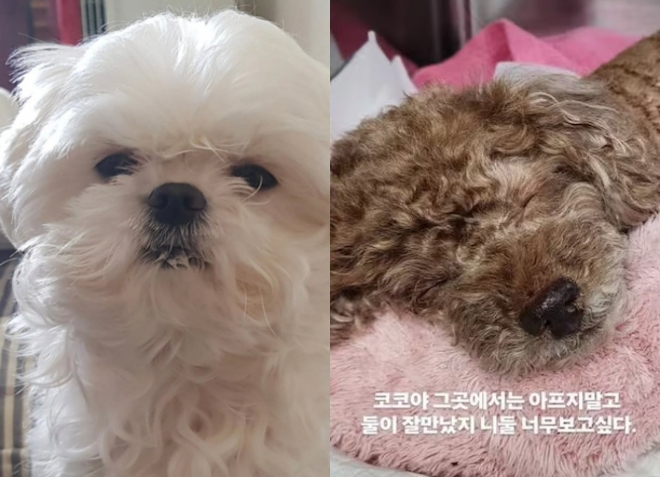 thumbnail - 꽃 피는 3월 전해진 먹먹함… ‘나혼산’ 절친 배우들의 슬픈 이별