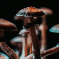 thumbnail - “니코틴 패치보다 높다”...금연 도와준다는 ‘이 물질’…효과 6배였다