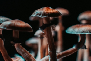 기사로 이동 - “니코틴 패치보다 높다”...금연 도와준다는 ‘이 물질’…효과 6배였다