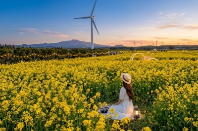 thumbnail - 벚꽃 말고 여기…유채꽃 명소 & 축제 완벽 가이드
