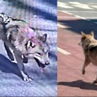 thumbnail - ‘대전 늑대’ 동물원 탈출…시민 불안, 늑대 마주쳤을 때 행동법은?