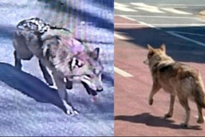 기사로 이동 - ‘대전 늑대’ 동물원 탈출…시민 불안, 늑대 마주쳤을 때 행동법은?