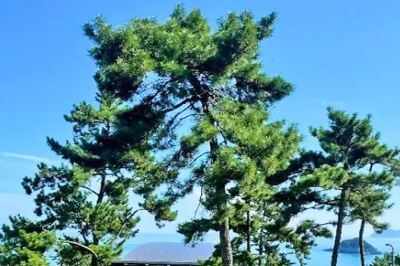 thumbnail - 저녁 6시에 갔더니 4천원 굳었네, 남원 광한루원 연꽃 야경 수준