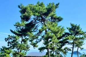 기사로 이동 - 저녁 6시에 갔더니 4천원 굳었네, 남원 광한루원 연꽃 야경 수준