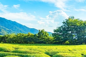 기사로 이동 - “보성까지 갈 필요 없어요” 입장료 0원, 지리산 7,000평 녹차밭 가보니