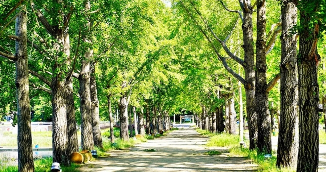 thumbnail - “이런 데가 공짜라고?” 주차비까지 없는 2km 은행나무 터널