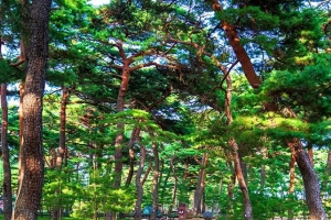 기사로 이동 - “바다랑 강이 같이 보이네” 울진 200년 소나무 숲 속 숨은 명소
