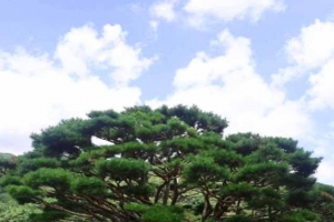 기사로 이동 - 입장료 공짜라 갔다가 깜짝… 80년 묶인 ‘비밀의 숲’의 반전 규칙