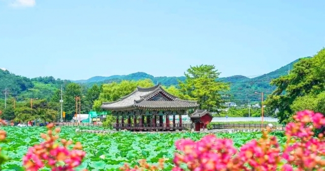 thumbnail - “2만 평 연꽃이 전부 공짜?” 주차비까지 안 받는다는 경북 청도 명소
