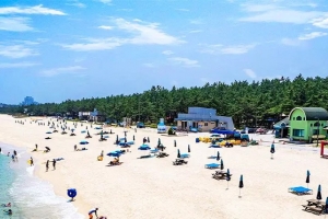 기사로 이동 - “여름휴가 여길 왜 몰랐지” 강릉 16만 평 솔숲 품은 ‘그늘 해변’ 가보니